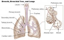 La méthode scientifique : en savoir plus sur le système respiratoire avec Marcel Filoche